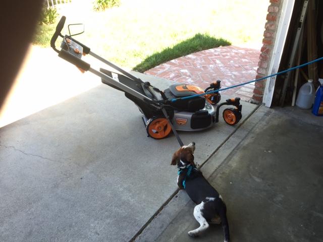 Barkly the Beagle keeping guard