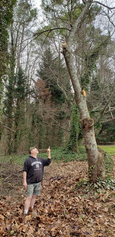 Those are fairly large cuts overhead and I had to use a ladder even with the poles at extension.  I could never have done this without the pole saw.