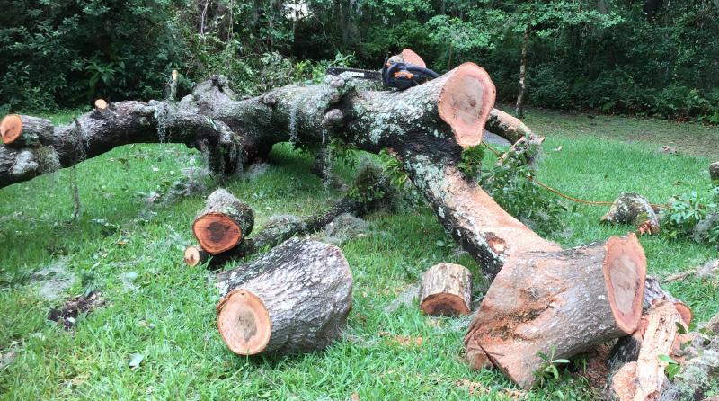 Worx chain saw is king of the hill