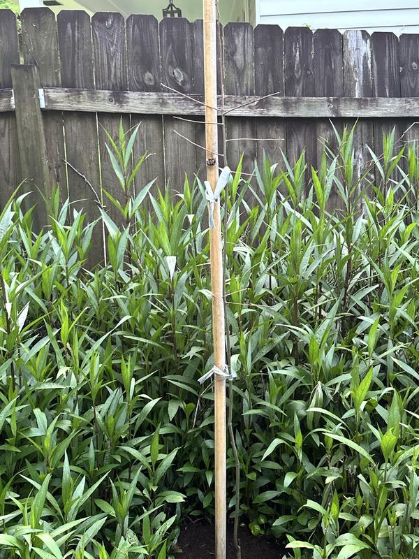 Customer photo 4