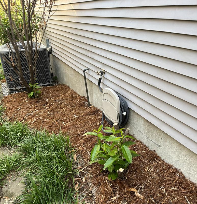Used the lopper to trim this cherry Laurel and am still working on the one behind it. Don’t take a minute!
