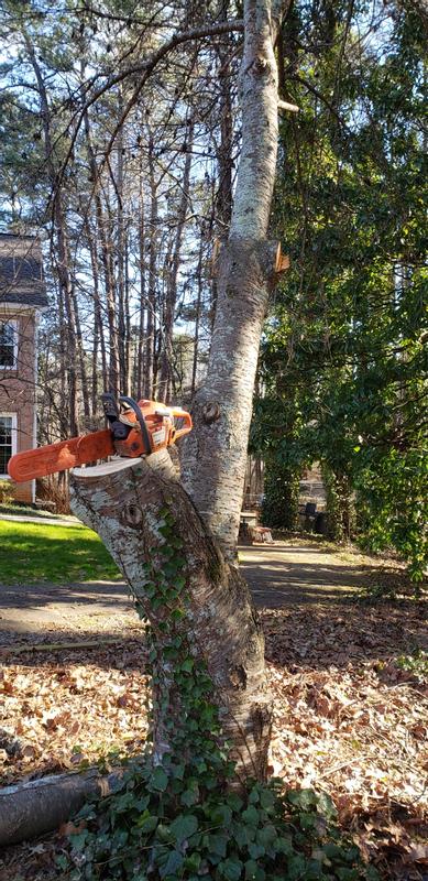 For scale, thats an 18 inch bar.  The pole saw took care of stuff up to 8 inches overhead.
