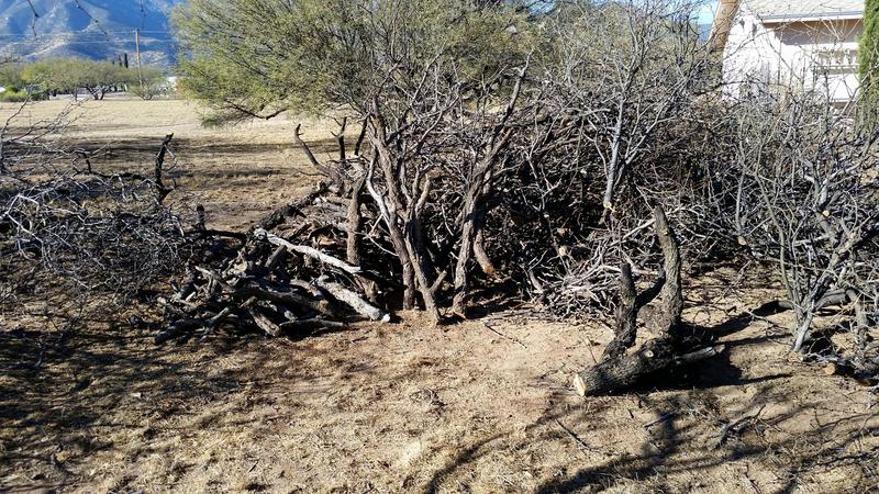 Mesquite pile #1