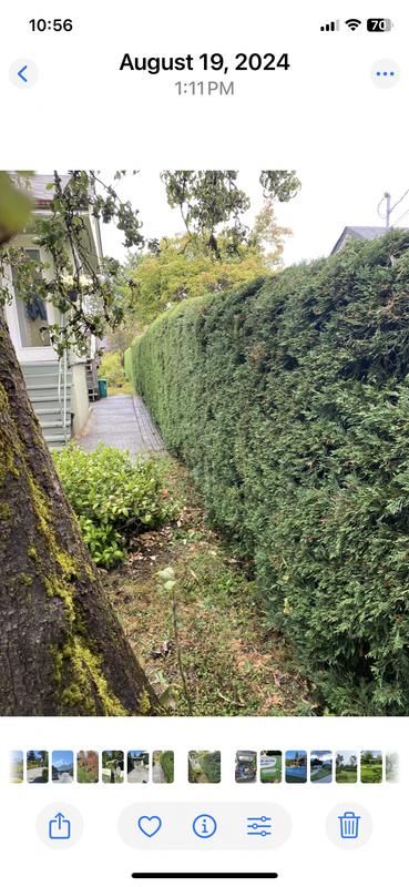 The side hedge..