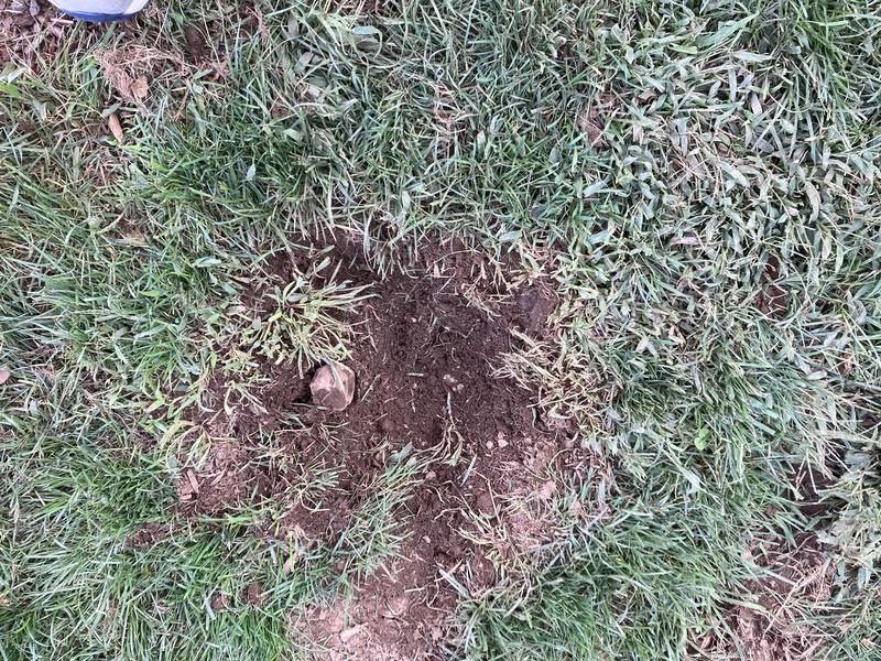 Digs holes, especially on inside corners