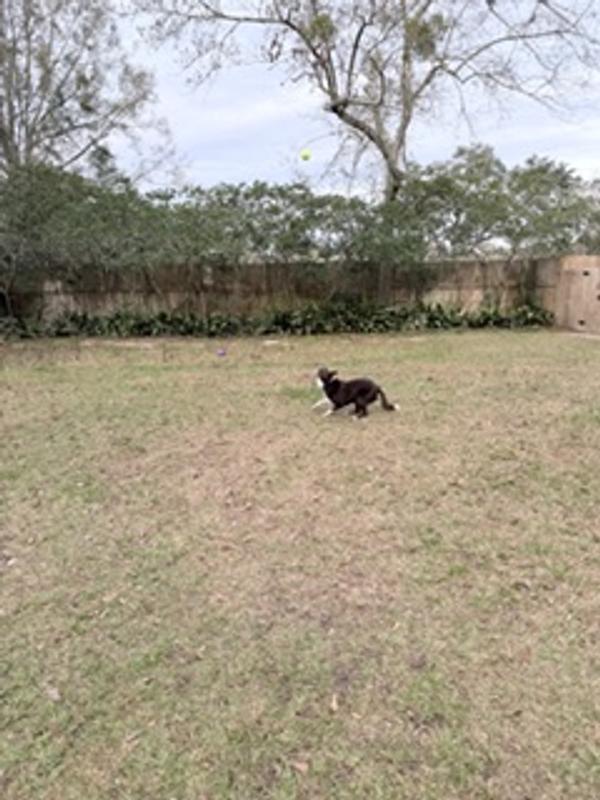 Playing in our fresh cut lawn