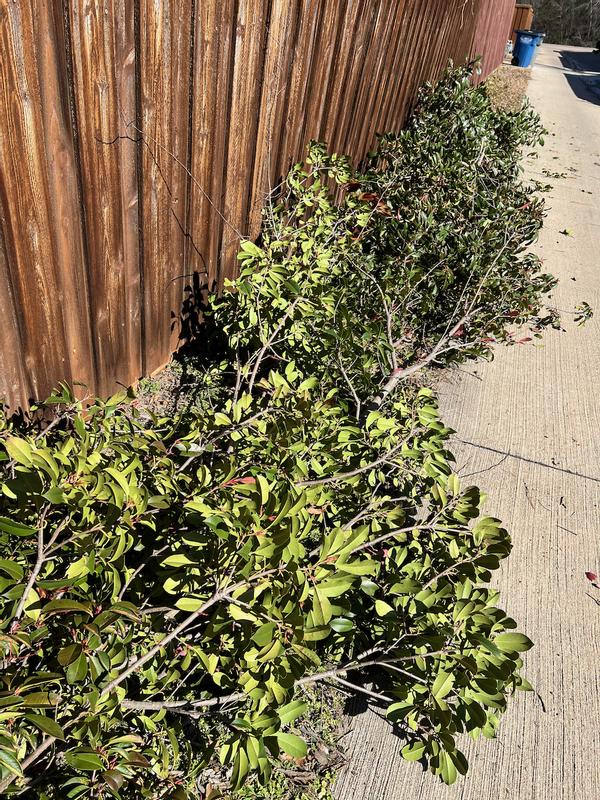 The tree limbs removed by Worx Pole Saw, in 20 minutes.