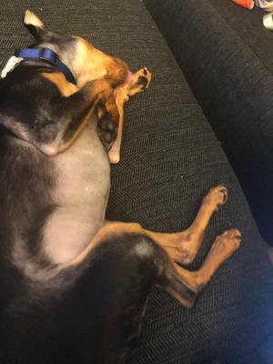 bitter apple spray walmart canada