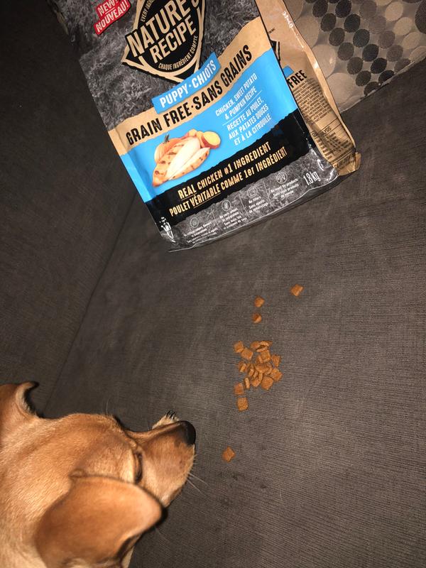 open nature dog food review