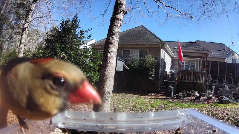 Wasserstein Bird Feeder Camera Case for Ring, Blink & Wyze Cams