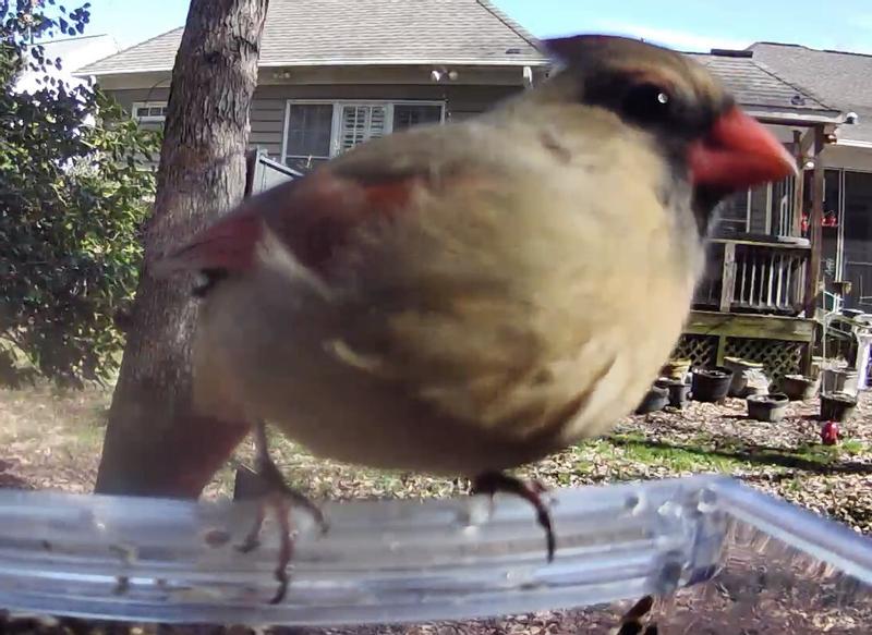 Wasserstein Bird Feeder Camera Case for Ring, Blink & Wyze Cams