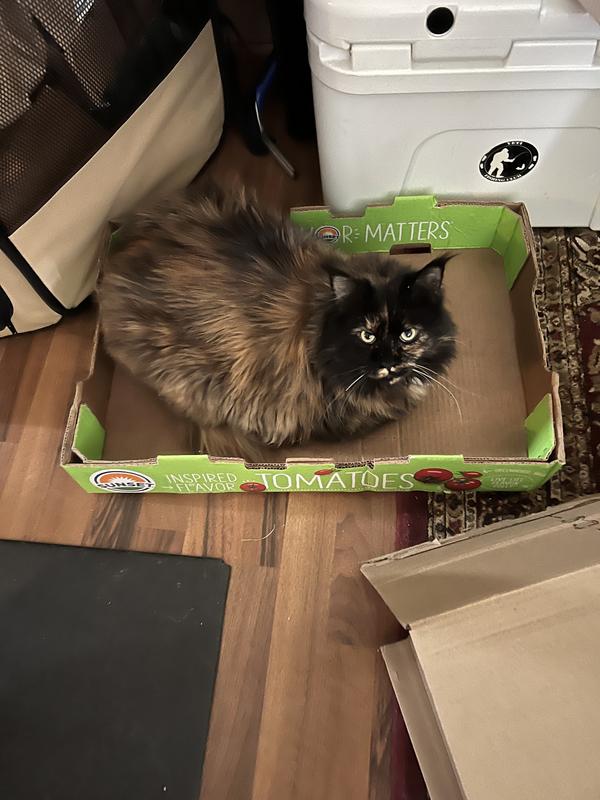 World's Best Low Tracking & DustFree Corn Cat Litter 28 lbs