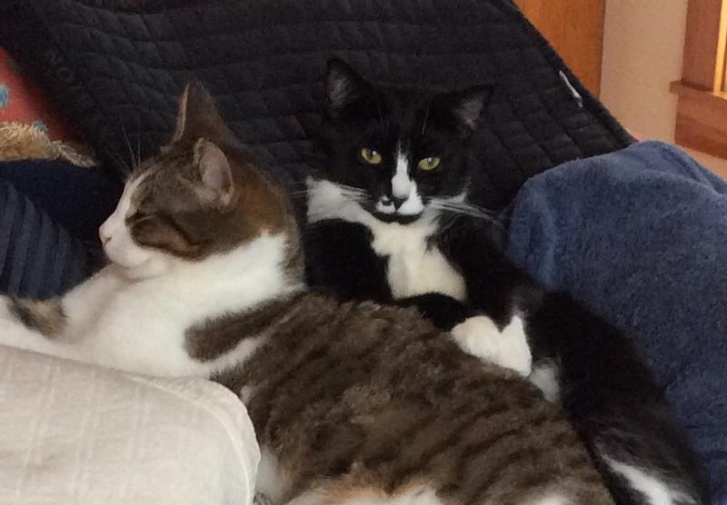 My 2 rescue cats