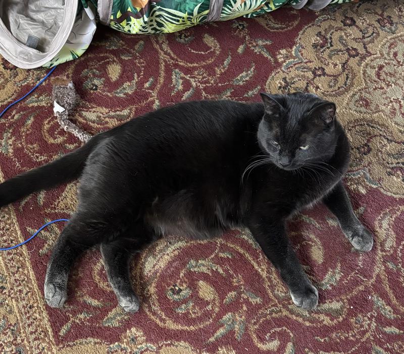 Solid black cat covered in dust