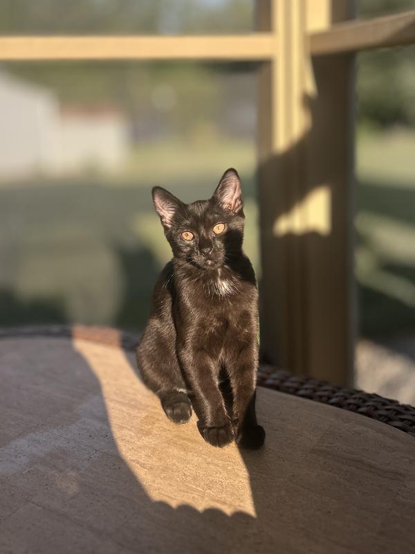 Luna (black) and Lily (grey). Two bonded sisters who do everything together. Instagram: @luna_and_lily_loving_life