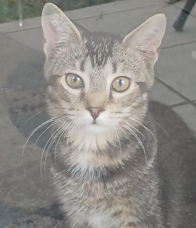 Mom says I'm the most handsomest kitty ever