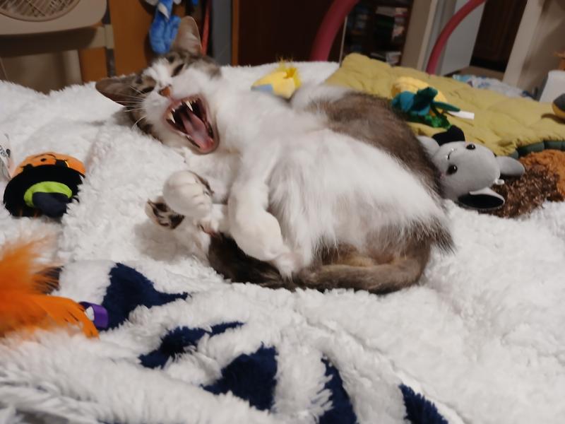 My precious Rescue Snowflake ❄️