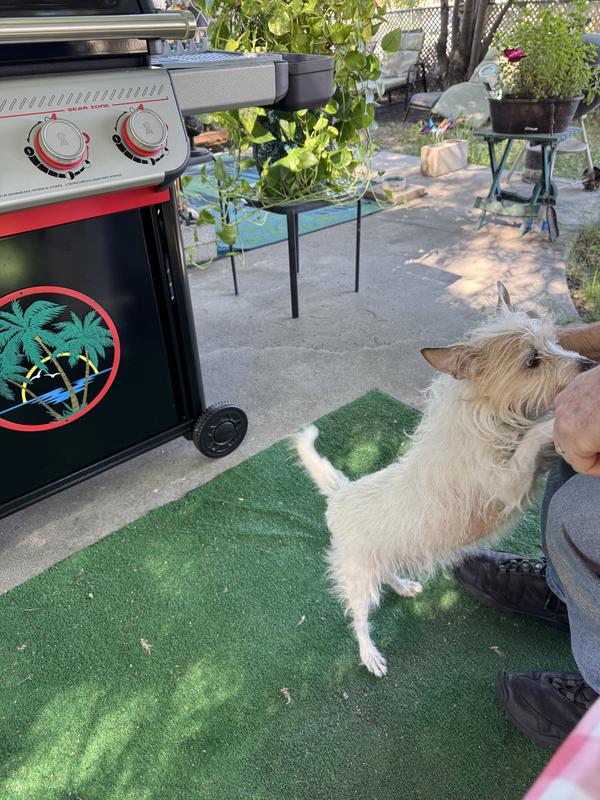 Photo - commentaire 7.