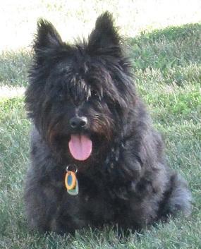 Pippin