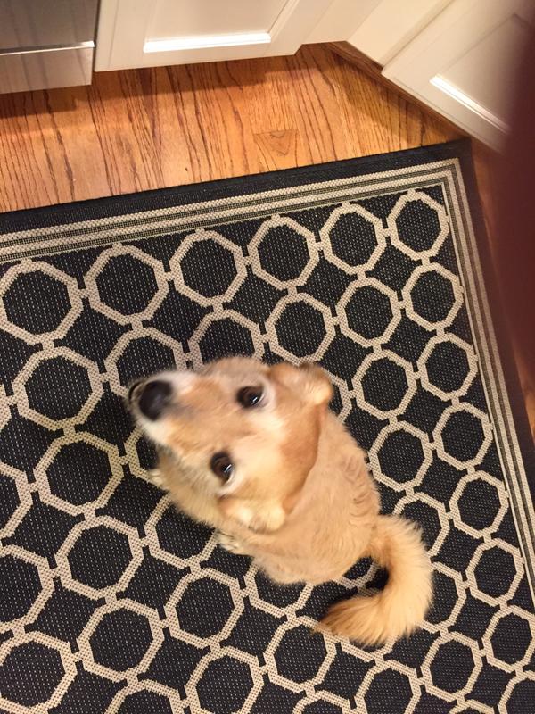 Our dog loves Wellness Core!