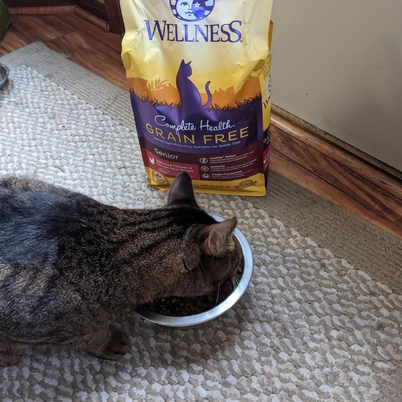 Wellness senior best sale cat food