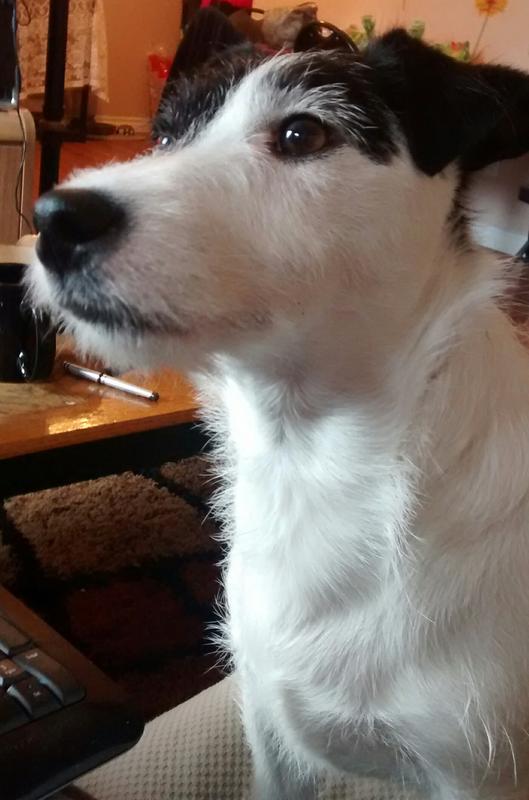 Watching a squirrel outside.