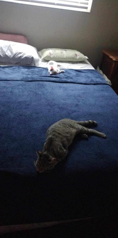 Cleo and Oliver. Cleo was dumped December 2023 and Oliver June 2024. Both have a permanent home in my house