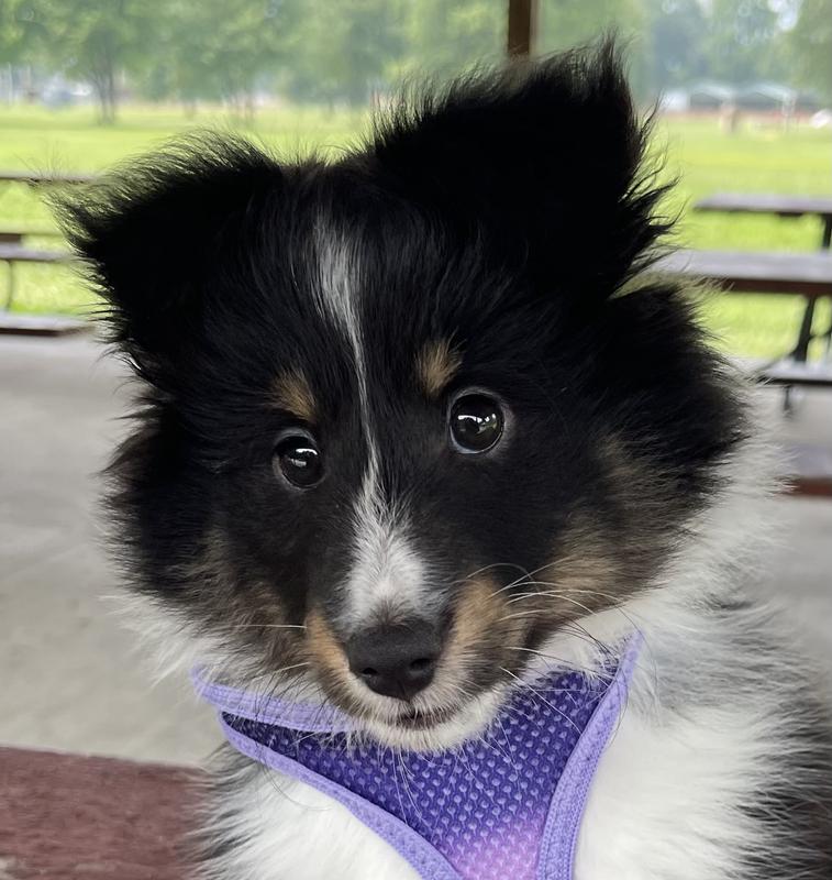 Little Finn