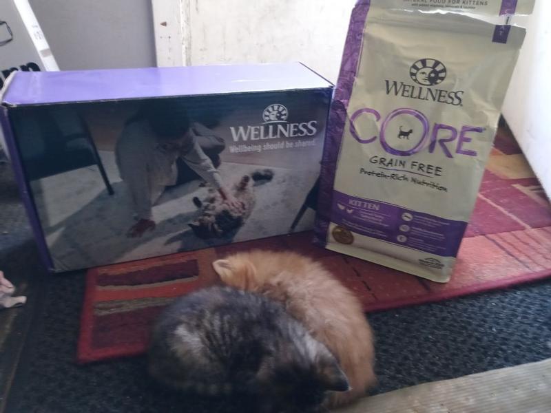 Core cat food clearance reviews