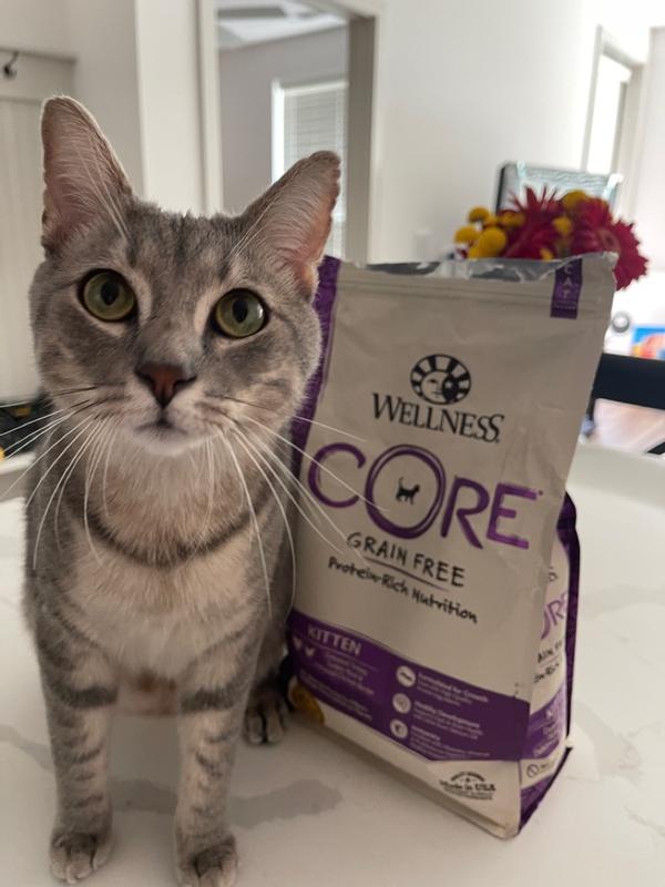 Core cat food clearance reviews