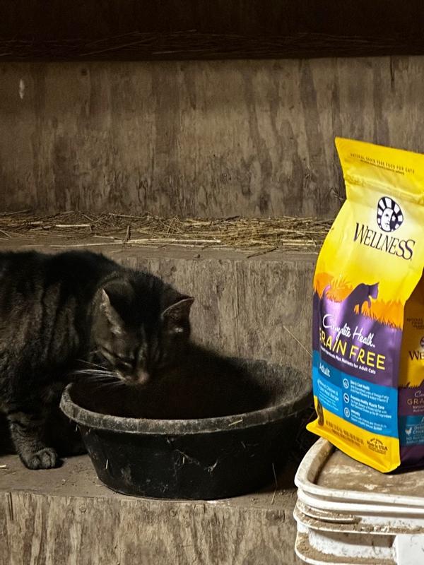 Wellness complete health cat food reviews new arrivals