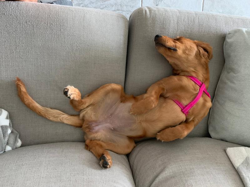 After a good meal, time to nap!