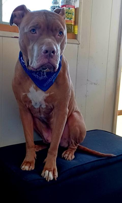 Gotti pitbull mixed with large razor edge