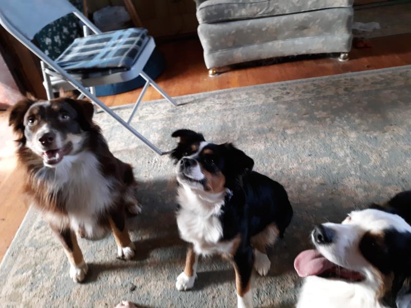 Waiting for their Core Lamb Treats!