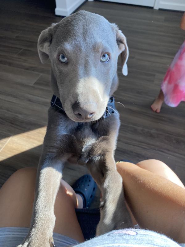 My sweet sad boy Sven