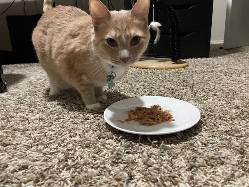 Avis Sur WELLNESS CORE Tender Cuts Pâtée Naturelle Pour Chat En Multipack 6x85g - Plusieurs