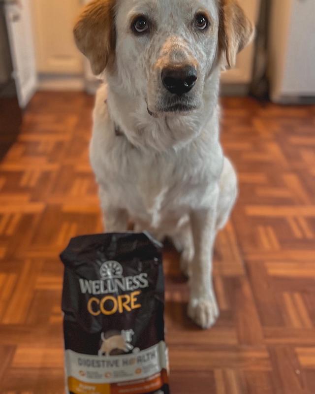 Wellness CORE Digestive Health Puppy Food Chicken Brown Rice