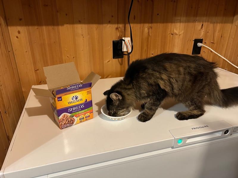 Wellness cat food reddit new arrivals