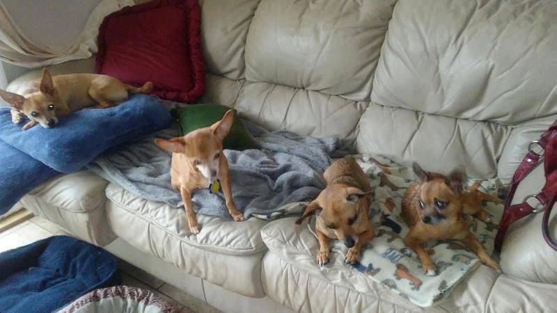 L to R Jack, Chico, Daisy, Gucci