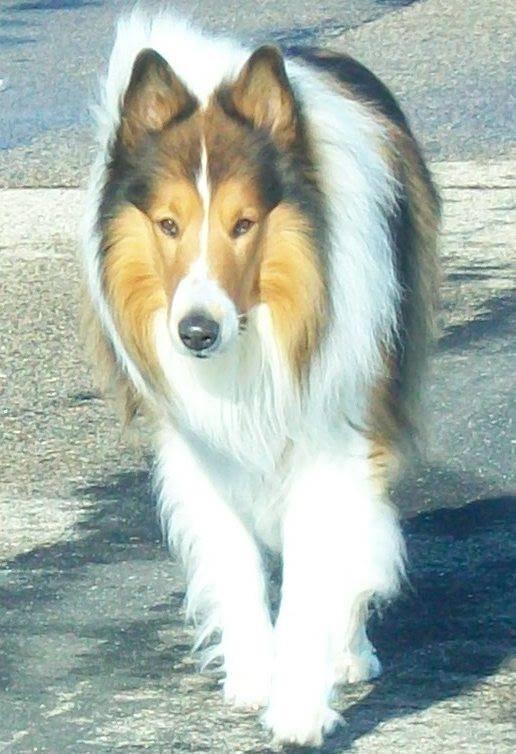 Chancey , age 5, Rough Coat Collie