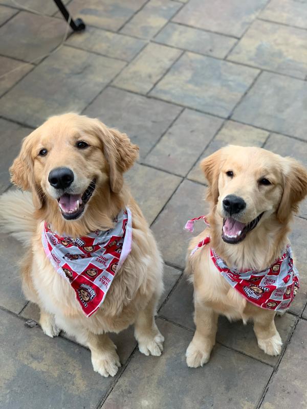 Both of my Goldens