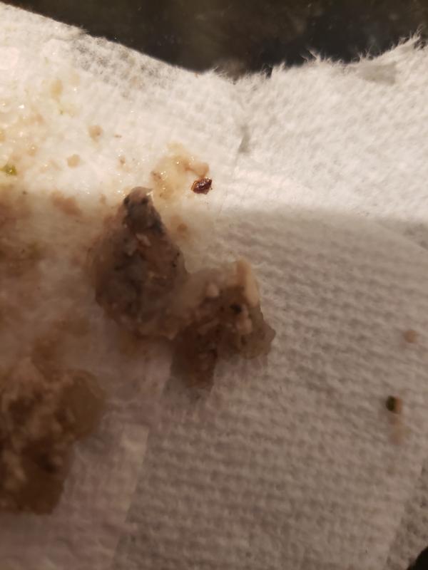 Disgusting bugs