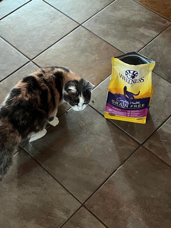 Best grain free top cat food reddit