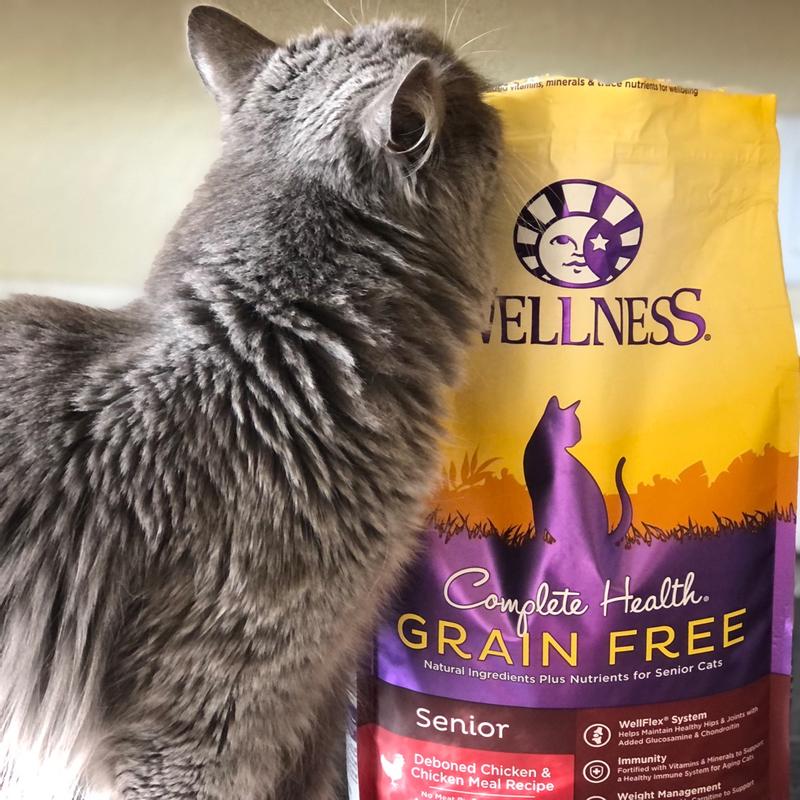 Wellness senior cat store food