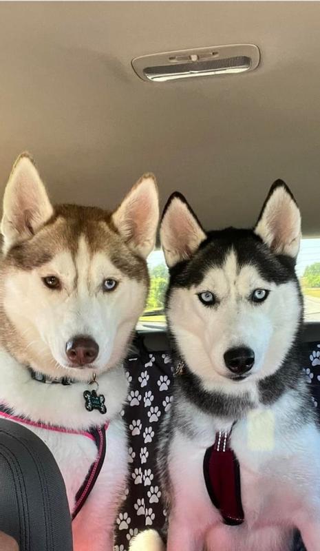 CORE Digestive Health Large Breed Chicken Brown Rice