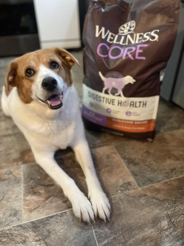 Wellness core senior outlet dog food