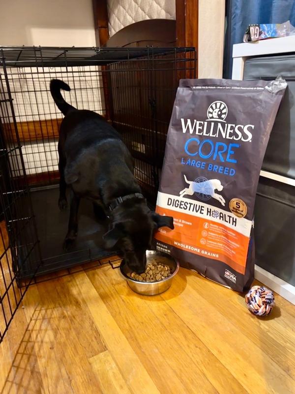 Wellness large breed puppy review sales
