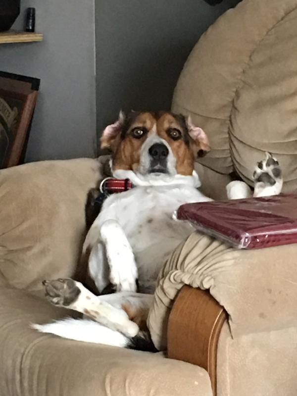 This is Cali after her breakfast