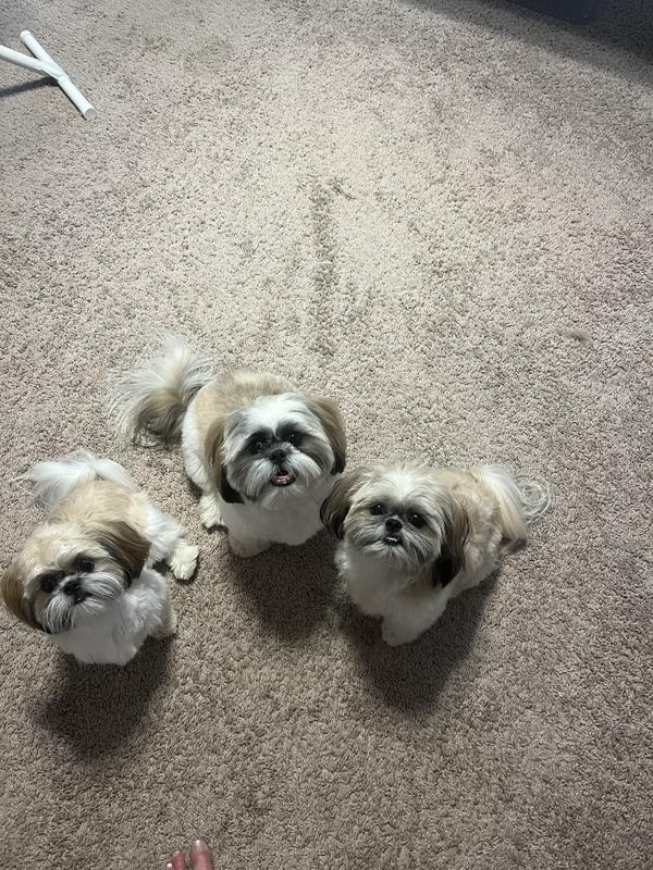 Our 3 babies