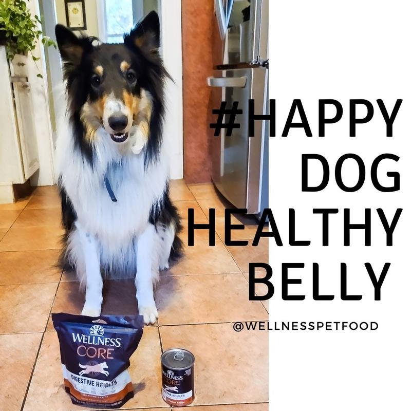 CORE Digestive Health Chicken Brown Rice Dog Food